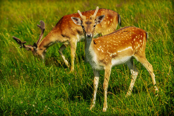 Three spotted deer, including a buck with antlers, stand alert in a sunlit grassy meadow during summer.