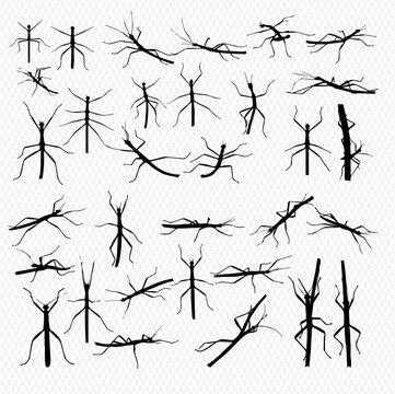 A collection of silhouetted stick insects in various poses, showcasing their elongated bodies and delicate limbs against a transparent background.