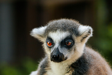 A detailed close-up of a ring-tailed lemurs face, highlighting its vivid golden eyes, black nose, and fluffy fur in natural lighting.