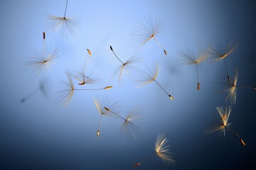 Dandelion seeds blowing in the wind nature photography close up macro photography art