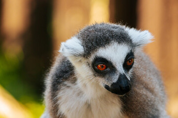 A detailed close-up of a ring-tailed lemurs face, highlighting its vivid golden eyes, black nose, and fluffy fur in natural lighting.