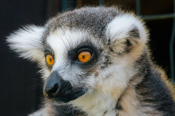 A detailed close-up of a ring-tailed lemurs face, highlighting its vivid golden eyes, black nose,...