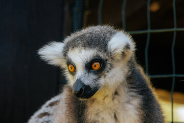 Fototapeta premium A detailed close-up of a ring-tailed lemurs face, highlighting its vivid golden eyes, black nose, and fluffy fur in natural lighting.