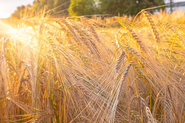 Delicate ears of ripening wheat are photographed close-up with a blurred background (selective focus). Beautiful photo of ears of cereal crops. Natural farm wheat at sunset