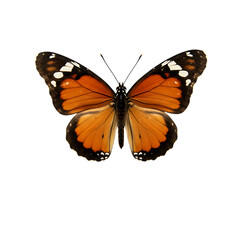 Fototapeta premium A beautiful monarch butterfly with orange and black wings is isolated on transparent background transparent background