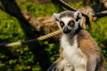 A ring-tailed lemur sits upright with arms extended, appearing relaxed or meditative in a sunny...