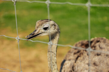 Detailed close-up of an ostrich's head and eye, showing feather texture and beak against a blurred...
