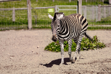 A close side view of a zebra showing its bold black and white stripe pattern in natural light,...