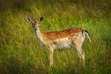A young deer with short antlers stands alert in a lush, sunlit meadow filled with tall green grasses and wildflowers.