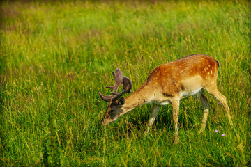 A male deer with velvety antlers stands calmly in a vibrant green meadow under warm sunlight, surrounded by tall grasses.