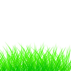 Obraz premium green grass isolated on white