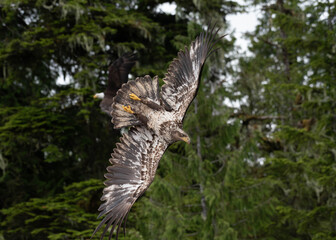 Photo of a semi juvenile bald eagle diving 