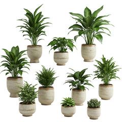 Fototapeta premium A diverse collection of potted houseplants, including ferns, succulents, and dieffenbachia isolated on transparent background transparent background