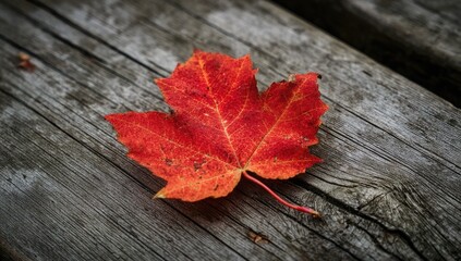 Obraz premium Autumnal leaf on weathered wood (1)