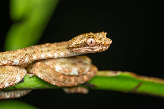 Bothriechis schlegelii coiled on green branch, close-up at night