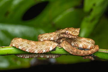 Bothriechis schlegelii coiled on green branch in rainforest environment