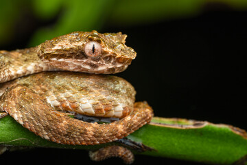 Close-up of Bothriechis schlegelii coiled on green branch in rainforest
