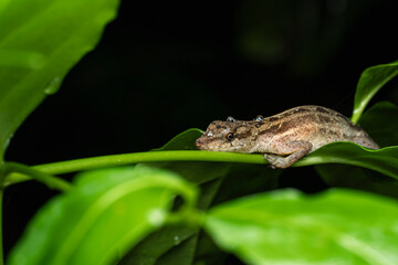 Bothriechis schlegelii resting on green leaves in tropical rainforest