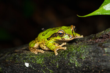 Smilisca baudinii on mossy branch at night in tropical rainforest