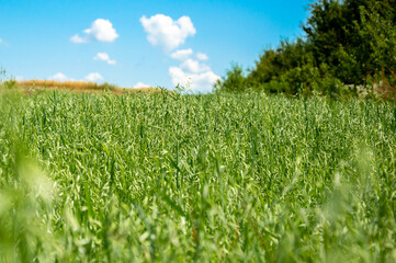 Lush green oat plants sway gently in the breeze, basking under a bright blue sky with a few fluffy...