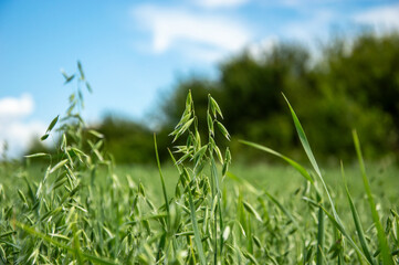 Tall green oats flourish in a sunny field, with a backdrop of lush trees and a bright blue sky...