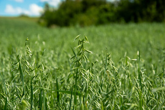 Lush green oat plants fill the field, swaying gently in the breeze with clear skies and distant trees in the background