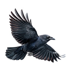 Obraz premium Black Bird in Flight with Wings Spread Against Transparent Background