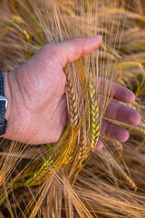 A man's hand holds ripening ears of wheat. A farmer evaluates the harvest in the field. A detailed beautiful photo on an agricultural theme