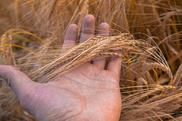 A man's hand holds ripening ears of wheat. A farmer evaluates the harvest in the field. A detailed beautiful photo on an agricultural theme