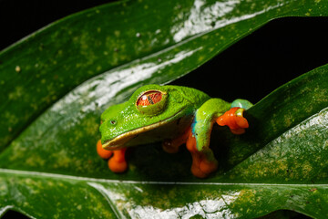 Red-eyed tree frog resting on wet green leaf at night