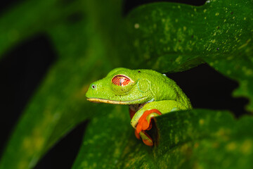 Red-eyed tree frog sleeping under tropical leaf at night