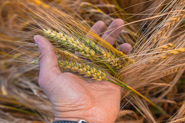 A man's hand holds ripening ears of wheat. A farmer evaluates the harvest in the field. A detailed...