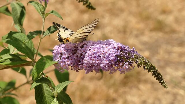 Scarce swallowtail (Iphiclides podalirius) feeding on an purple inflorescence.
