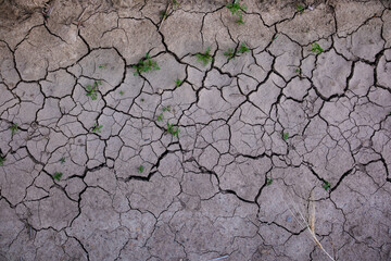 Cracked from drought earth with rare sprouting plants. Texture of cracks of dry earth, grass grows through cracks. Drought in the field