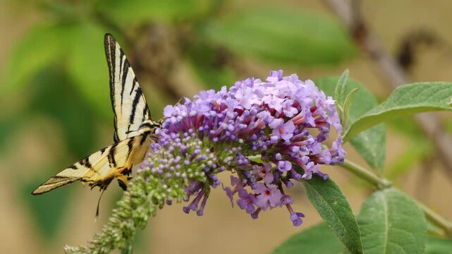 Scarce swallowtail (Iphiclides podalirius) feeding on an purple inflorescence.