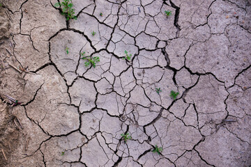 Cracked from drought earth with rare sprouting plants. Texture of cracks of dry earth, grass grows through cracks. Drought in the field