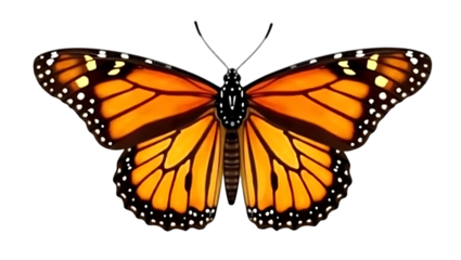 Beautiful monarch butterfly wings close up vibrant orange insect nature wildlife isolated on background on transparent background