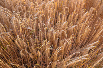 Delicate ears of ripening wheat are photographed close-up with a blurred background (selective focus). Beautiful photo of ears of cereal crops. Natural farm wheat at sunset