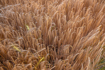 Delicate ears of ripening wheat are photographed close-up with a blurred background (selective focus). Beautiful photo of ears of cereal crops. Natural farm wheat at sunset