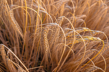 Delicate ears of ripening wheat are photographed close-up with a blurred background (selective focus). Beautiful photo of ears of cereal crops. Natural farm wheat at sunset