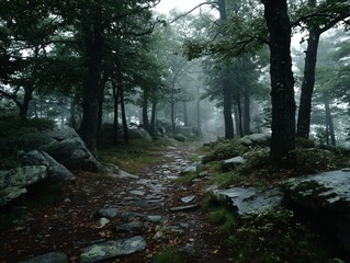 Obraz premium Misty forest path through rocks