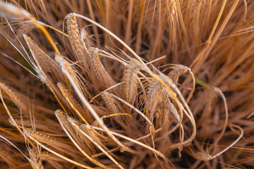 Delicate ears of ripening wheat are photographed close-up with a blurred background (selective focus). Beautiful photo of ears of cereal crops. Natural farm wheat at sunset
