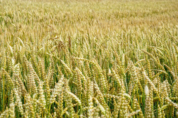 A vast field of ripe golden wheat swaying in the breeze, basking in the warm sunlight of late...