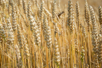 Wheat stalks in a sprawling field stand tall and golden under warm sunlight, signaling the approach...