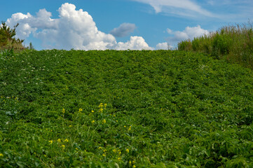 Lush green vegetation covers a large field, creating a vibrant landscape under a blue sky dotted...