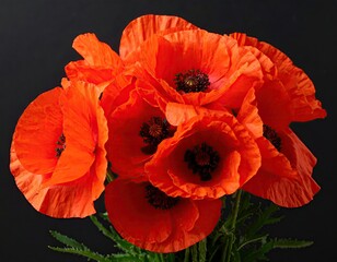 Close-up of vibrant red poppies (1)