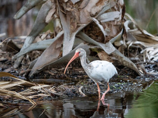 The American White Ibis bird is found in the Florida wetlands, marshes, and coastal areas along the Gulf Coast.