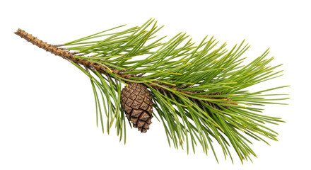 Isolated Pine Branch
