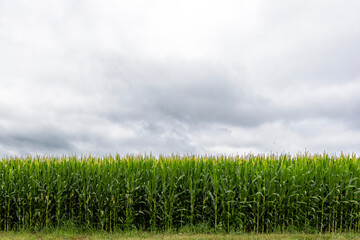 Obraz premium field of corn