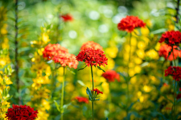 Bright red maltese cross flowers, or scarlet lychnis, blooming in a vibrant garden, showcase delicate petals against a blurred backdrop of cheerful yellow flowers